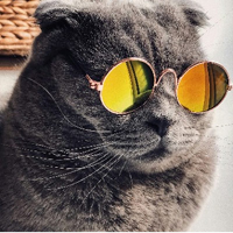 Logo du groupe Cat Lovers